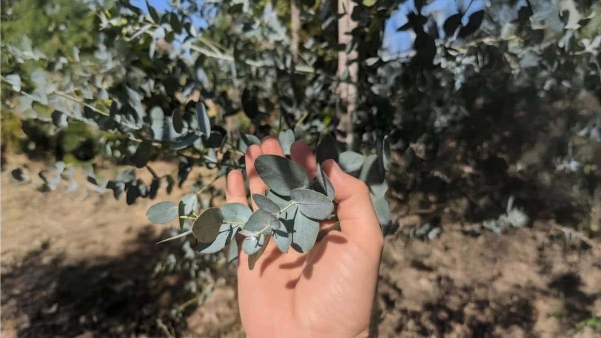 Feuilles d'eucalyptus (Eucalyptus globulus) aux formes caractéristiques lancéolées, de couleur vert bleuté, tenues en main pour identification