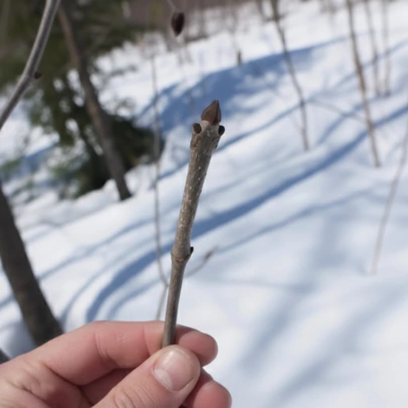 Bourgeon terminal frêne noir caractéristique en hiver tenu dans main montrant forme conique opposée typique de l'espèce