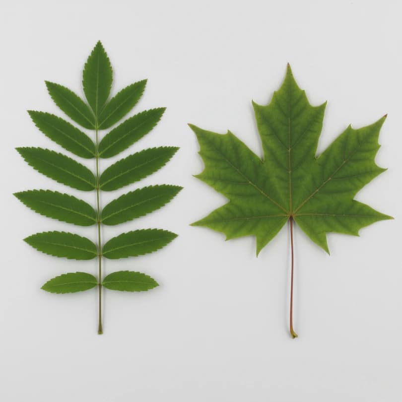 Comparaison feuille frêne composée pennée avec folioles dentées (gauche) versus feuille érable simple palmée (droite)