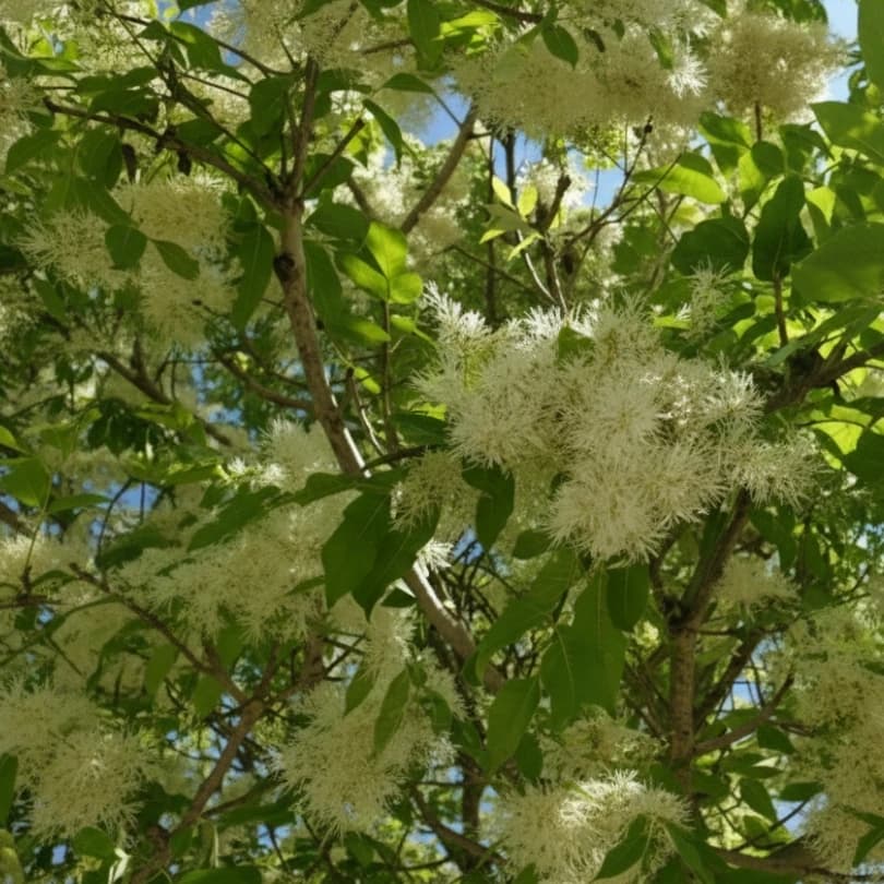 Floraison frêne commun avec grappes denses de fleurs blanc-crème plumeuses apparaissant avant feuillage au printemps
