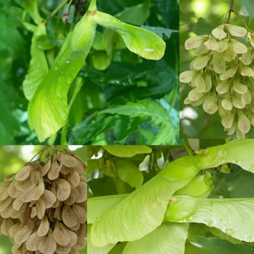 Quatre stades maturation samares frêne montrant évolution graines ailées du vert tendre au beige sec en grappes pendantes