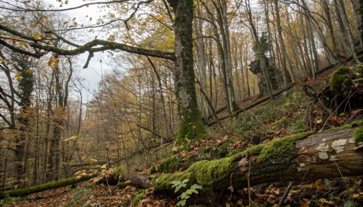 Forêt tempérée en automne avec arbres centenaires couverts de mousse verte, symbole d'écosystème préservé par finance durable