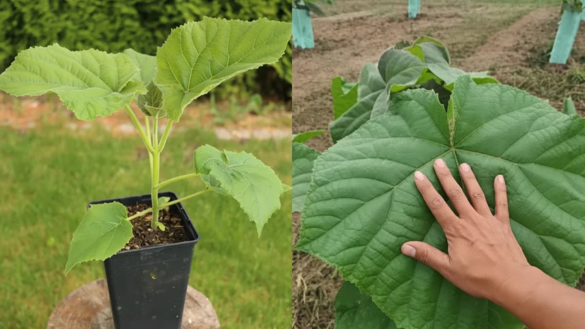 Progression de croissance du paulownia : à gauche jeune plant en pot avec feuilles vert clair, à droite même plant plus développé en terre avec grandes feuilles vertes, paulownia growth comparison