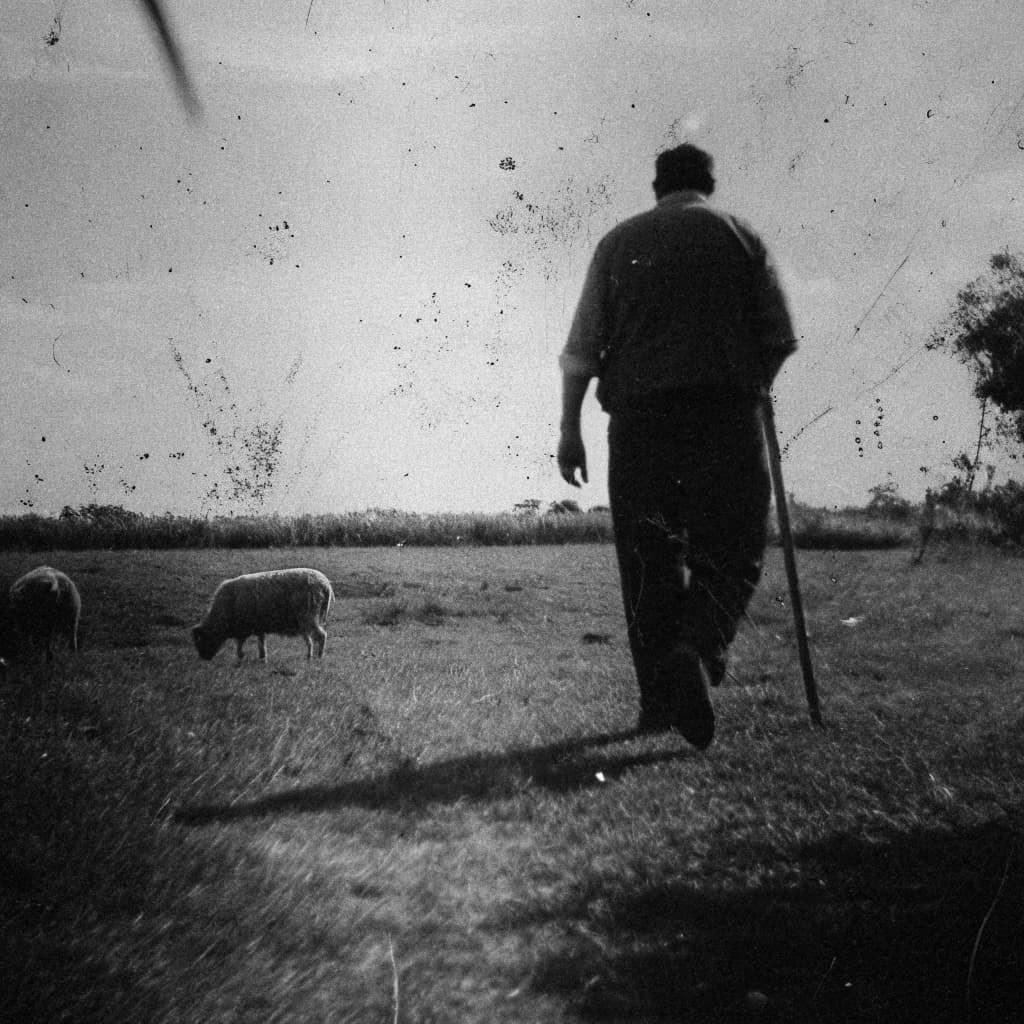Photographie en noir et blanc d'un berger marchant avec un bâton dans un champ, surveillant deux moutons qui paissent dans l'herbe, avec des arbres à l'horizon sous un ciel nuageux
