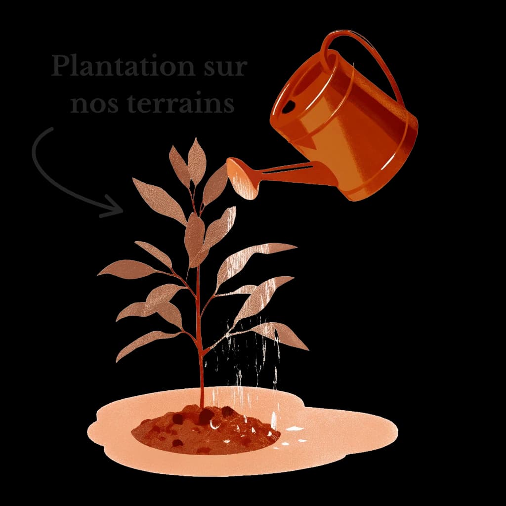 Illustration Eucalyptus Étape 2