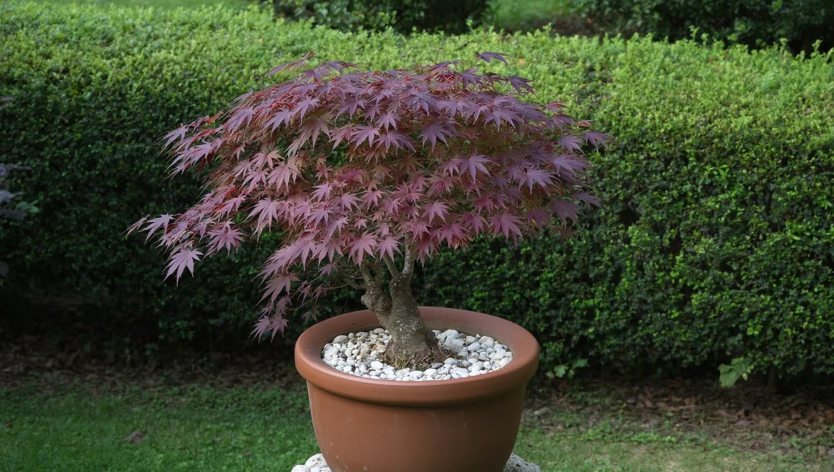 Érable du Japon (Acer palmatum) pourpre en bonsaï avec feuillage rouge-bordeaux dense dans pot terracotta sur galets blancs