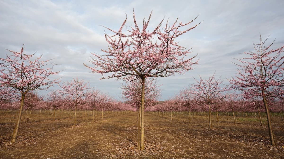 Plantation de paulownias (Paulownia tomentosa) en croissance rapide, arbres jeunes avec feuillage clairsemé typique de la phase de développement initial, tuteurés individuellement dans champ cultivé