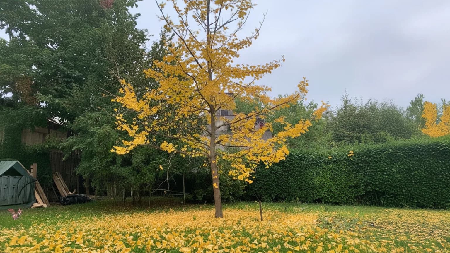 Ginkgo biloba en automne avec feuillage jaune éclatant caractéristique et feuilles éparses au sol dans un jardin, entouré de verdure et de haies