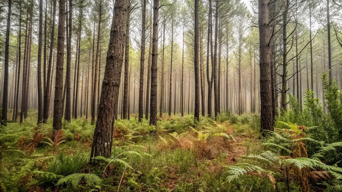 Forêt de conifères matures, investissement forestier long terme avec croissance de valeur naturelle et durable