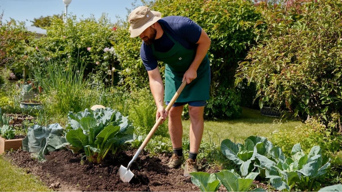 Homme en jardinage bêchant la terre d'un potager avec pelle, entouré de plants de légumes verts et buissons en été