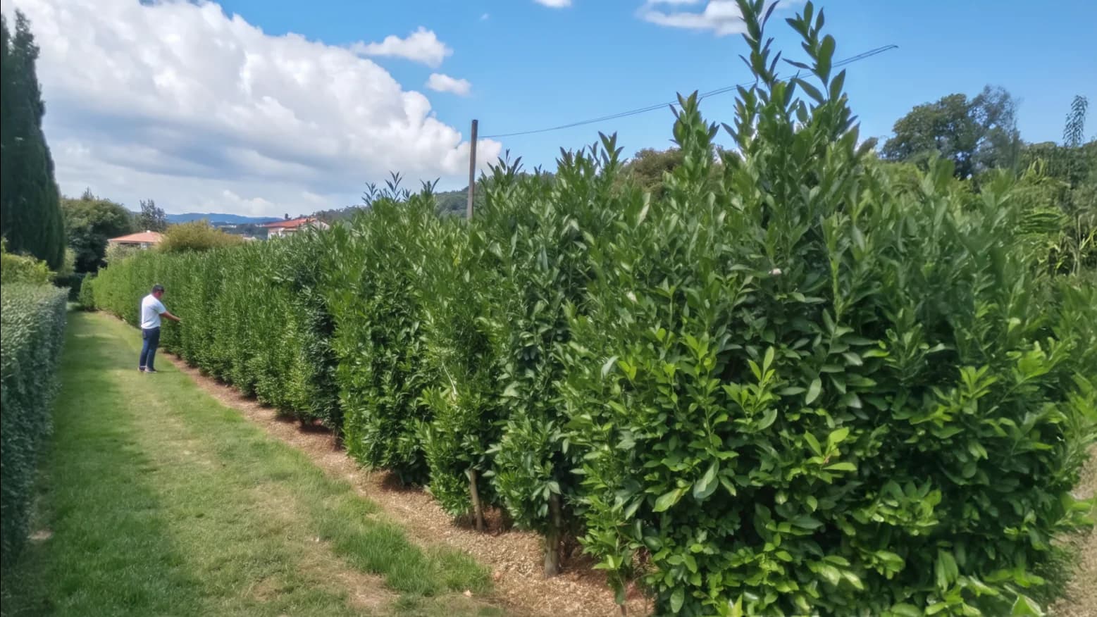 Laurier du Portugal (Prunus lusitanica) en haie dense avec feuillage vert brillant, plantés en alignement dans jardin paysager d'été