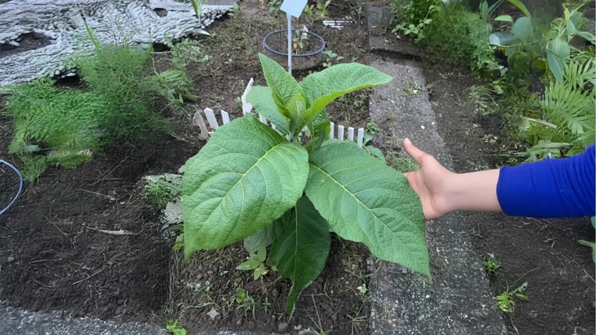 Jeune feuille verte en main montrant la photosynthèse active, exemplifiant le processus de conversion lumière en énergie chimique pour la croissance végétale