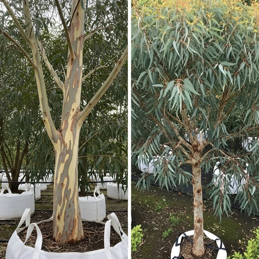 Comparaison eucalyptus traçable montrant tronc mature écorce naturelle et arbre complet en croissance avec système de suivi GPS