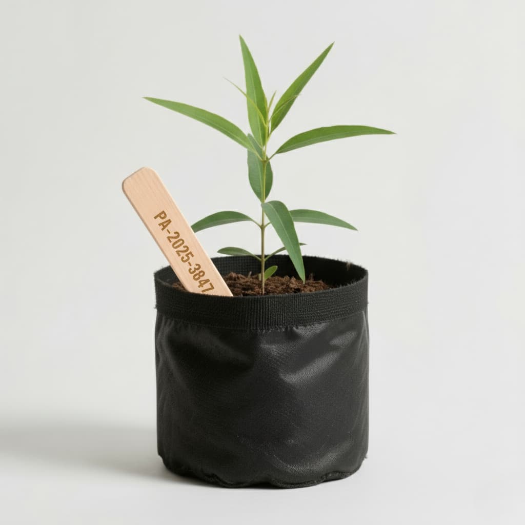 Jeune plant d'arbre traçable en pot biodégradable avec étiquette d'identification numérotée pour plantation certifiée