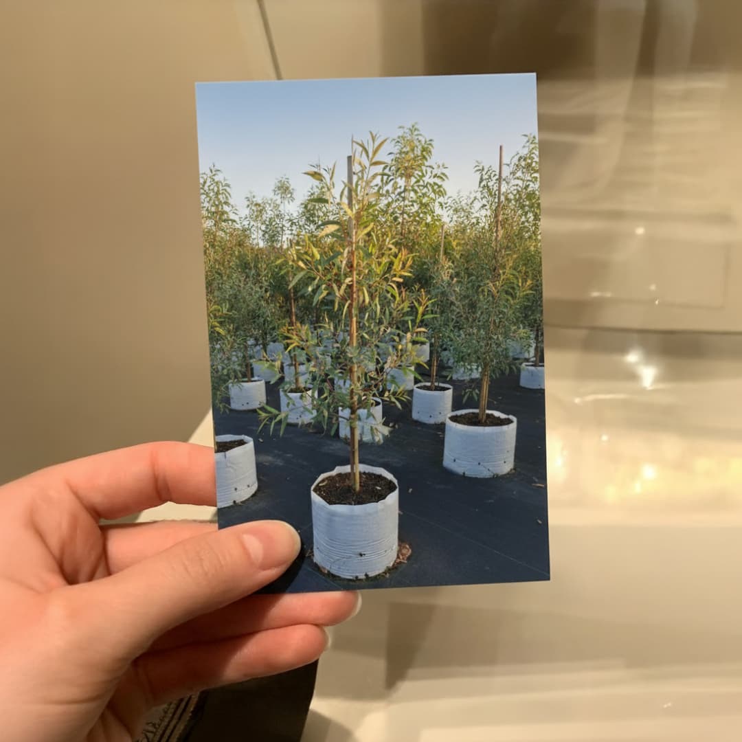 Photo souvenir plantation d'arbres traçables en pépinière avec documentation visuelle du suivi de croissance des plants