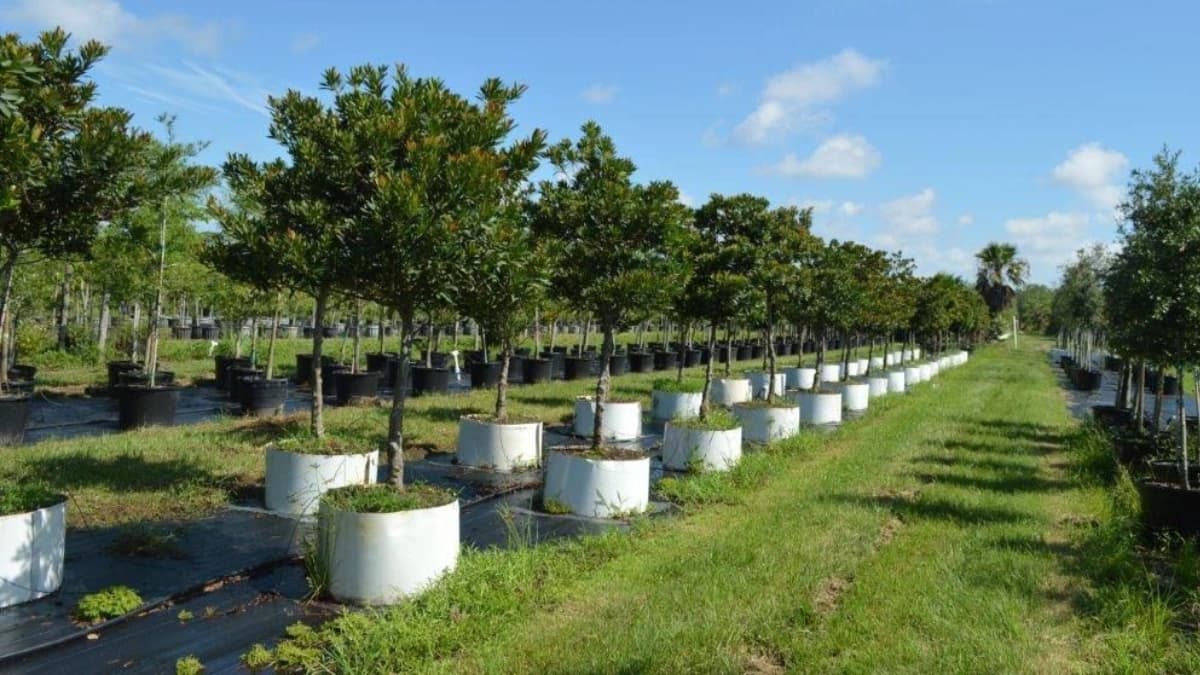 Portrait selfie au coucher de soleil dans un quartier résidentiel calme avec maisons traditionnelles et voitures garées, illustrant un moment de sérénité quotidienne face aux préoccupations environnementales
