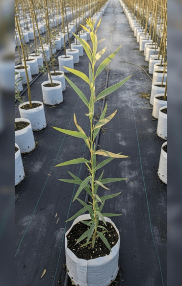 Témoignage de Julia M.