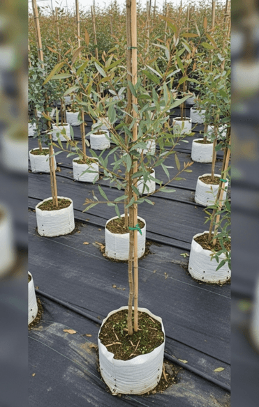 Témoignage d'Isabelle D.